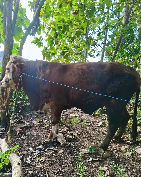 Sapi Simental Kelas Premium