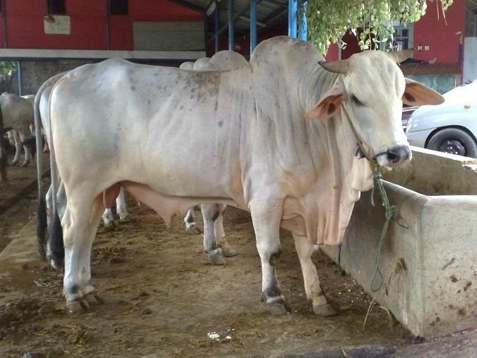 Sapi PO Kelas Premium