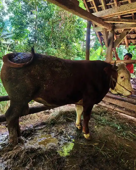 Sapi Simental Kelas Premium